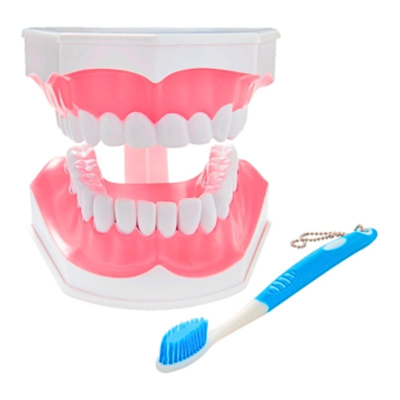 Macromodelo dental con cepillo